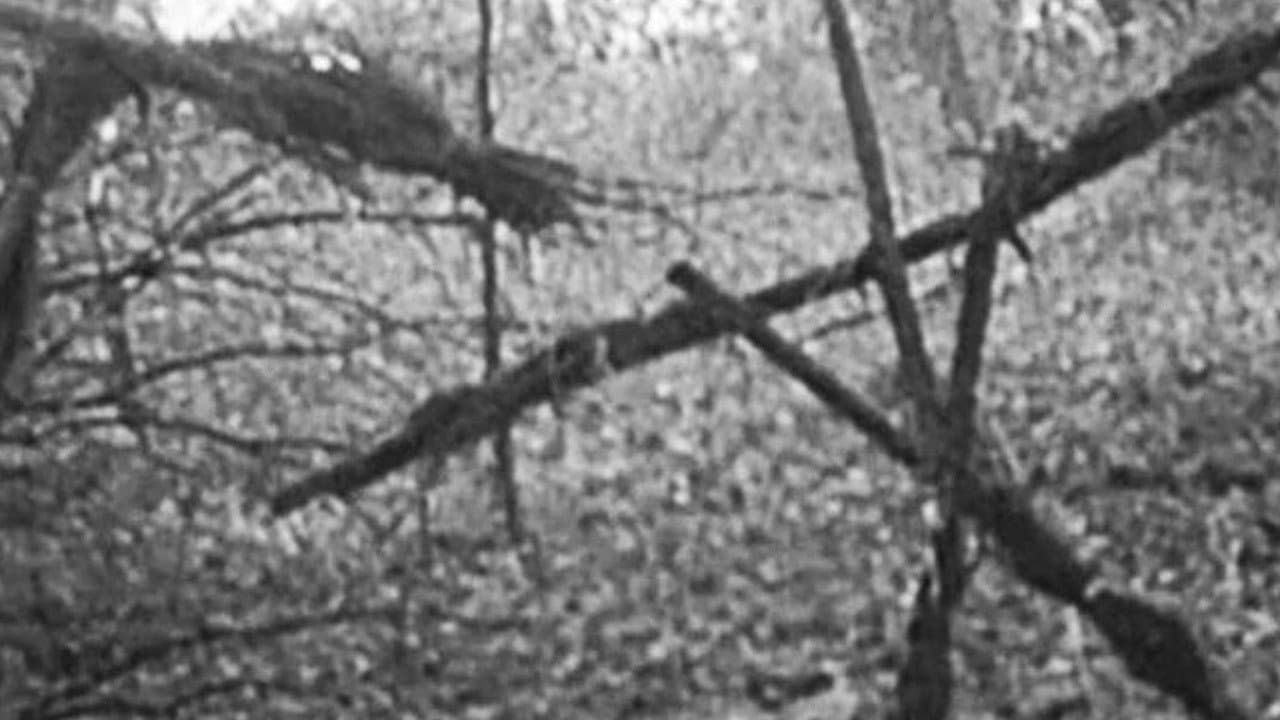 The Blair Witch Project still 5
