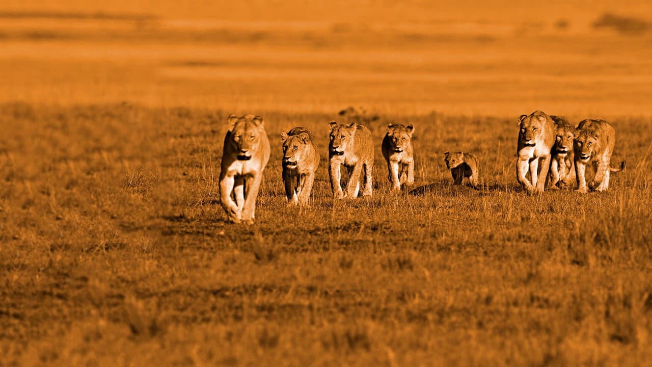 African Cats still 7