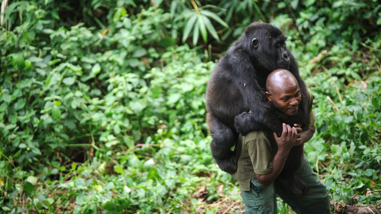 Virunga still 3
