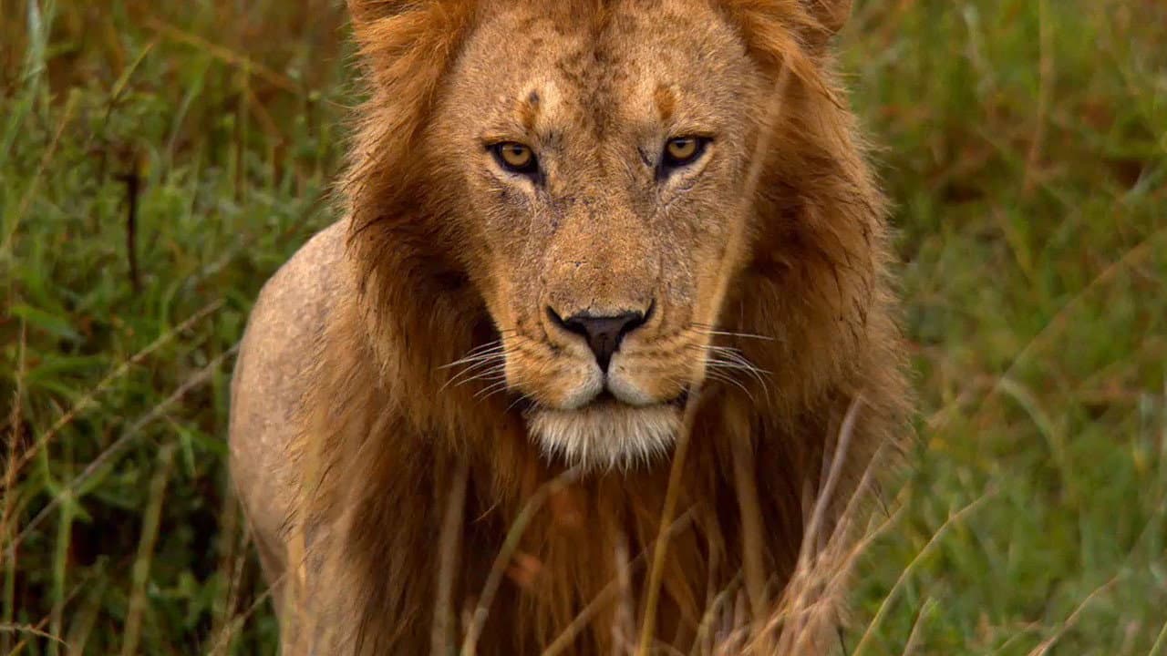 African Cats still 5
