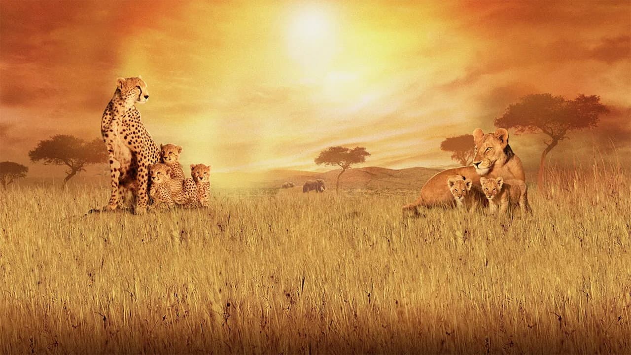 African Cats still 3