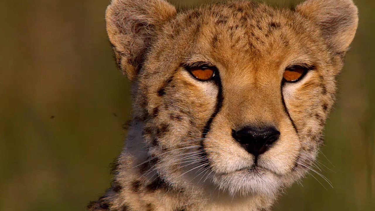 African Cats still 6