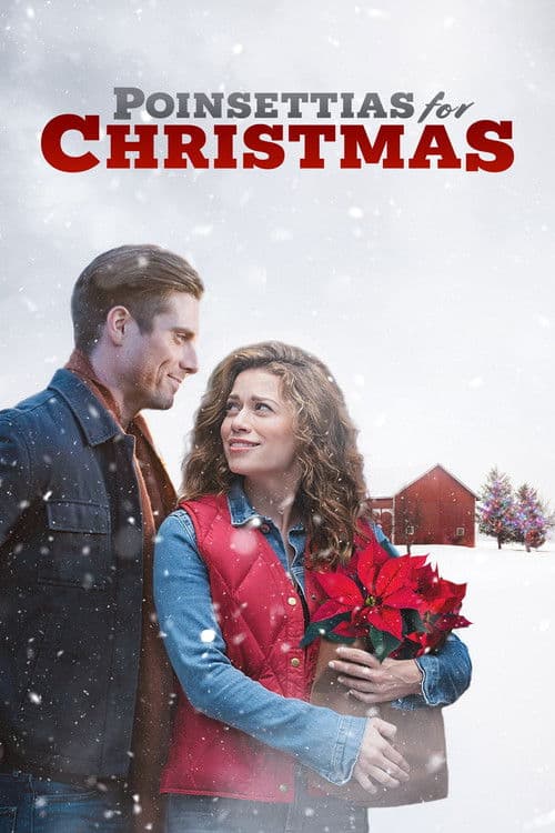 Poinsettias for Christmas still 8