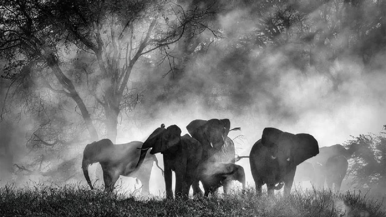 Ghost Elephants still 4