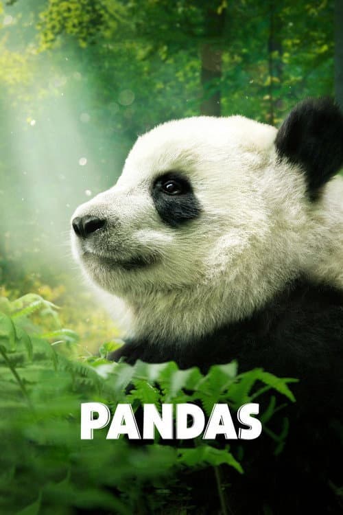Pandas still 8